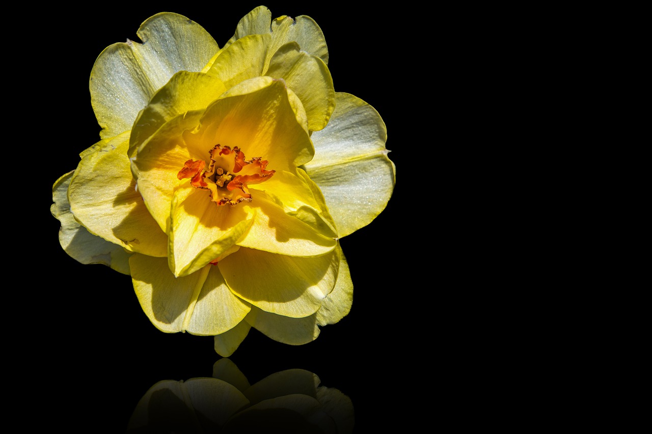 flower, daffodil, vegetable-7869210.jpg